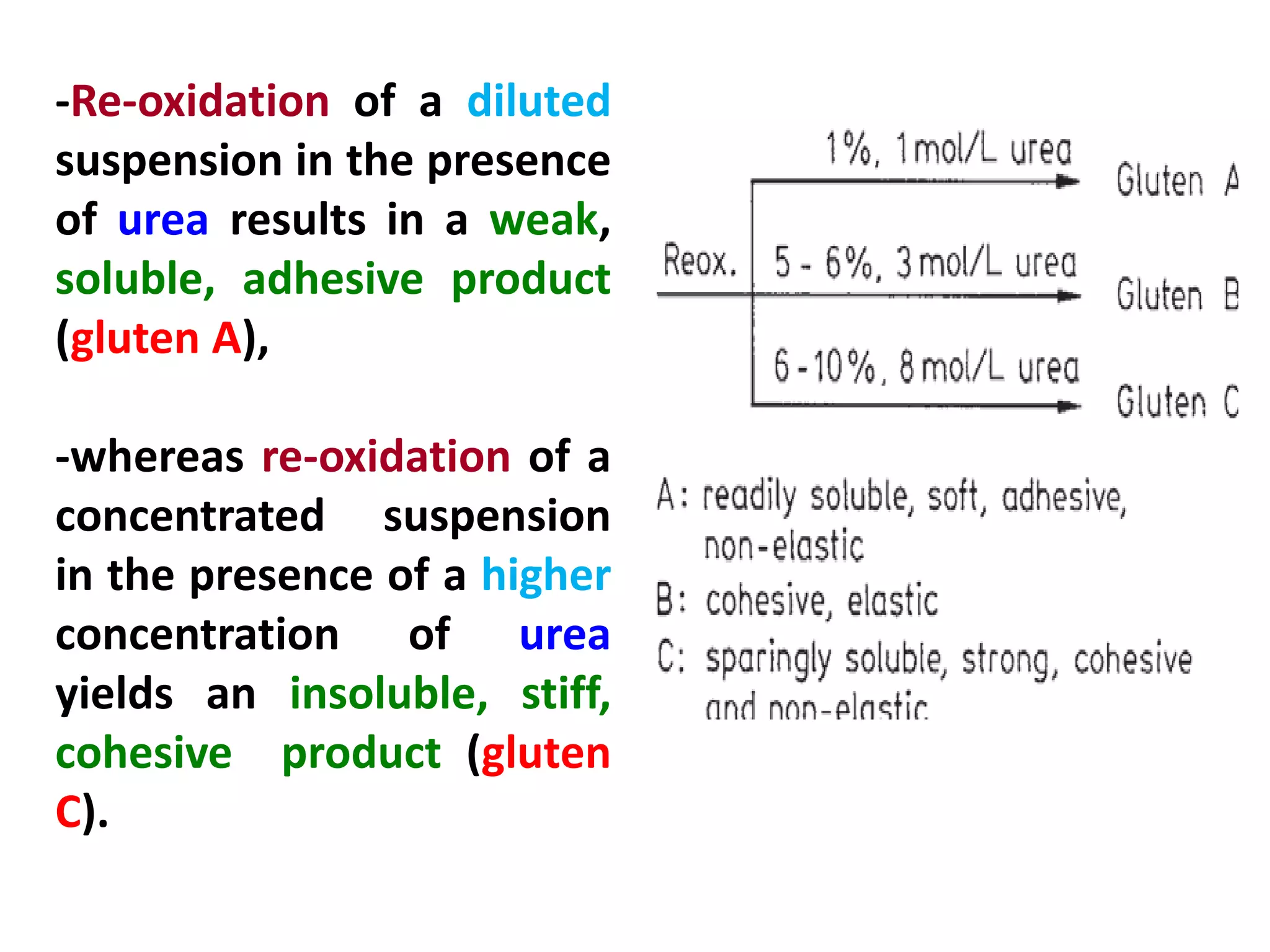 -Re-oxidation of a diluted
suspension in the presence
of urea results in a weak,
soluble, adhesive product
(gluten A),
-whereas re-oxidation of a
concentrated suspension
in the presence of a higher
concentration of urea
yields an insoluble, stiff,
cohesive product (gluten
C).

 
