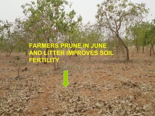 FARMERS PRUNE IN JUNE
AND LITTER IMPROVES SOIL
FERTILITY
 