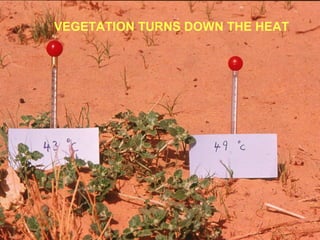 VEGETATION TURNS DOWN THE HEAT
 