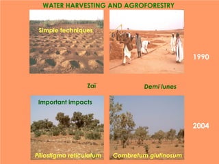 WATER HARVESTING AND AGROFORESTRY


 Simple techniques



                                                 1990


                  Zaï              Demi lunes

 Important impacts


                                                 2004



Piliostigma reticulatum   Combretum glutinosum
 