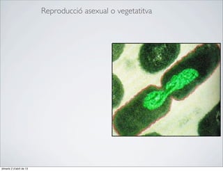 Reproducció asexual o vegetatitva




dimarts 2 d’abril de 13
 