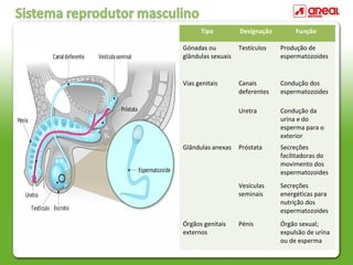 Tipo Designação Função
Gónadas ou
glândulas sexuais
Testículos Produção de
espermatozoides
Vias genitais Canais
deferentes
Condução dos
espermatozoides
Uretra Condução da
urina e do
esperma para o
exterior
Glândulas anexas Próstata Secreções
facilitadoras do
movimento dos
espermatozoides
Vesículas
seminais
Secreções
energéticas para
nutrição dos
espermatozoides
Órgãos genitais
externos
Pénis Órgão sexual;
expulsão de urina
ou de esperma
 