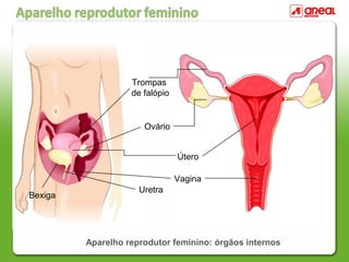 Aparelho reprodutor feminino: órgãos internos
Trompas
de falópio
Ovário
Útero
Bexiga
Uretra
Vagina
 