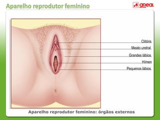 Aparelho reprodutor feminino: órgãos externos
Clitóris
Meato uretral
Grandes lábios
Hímen
Pequenos lábios
 