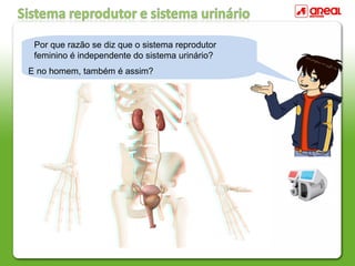 Por que razão se diz que o sistema reprodutor
feminino é independente do sistema urinário?
E no homem, também é assim?
 