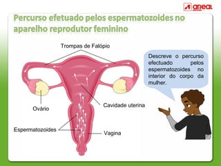 Descreve o percurso
efectuado pelos
espermatozoides no
interior do corpo da
mulher.
Cavidade uterina
Ovário
Vagina
Trompas de Falópio
Espermatozoides
 