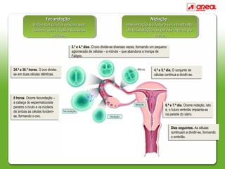 FecundaçãoFecundação
União das células sexuais queUnião das células sexuais que
culmina com a fusão dos seusculmina com a fusão dos seus
núcleos.núcleos.
FecundaçãoFecundação
União das células sexuais queUnião das células sexuais que
culmina com a fusão dos seusculmina com a fusão dos seus
núcleos.núcleos.
NidaçãoNidação
Implantação do futuro ser, resultanteImplantação do futuro ser, resultante
da fecundação, na parede interna doda fecundação, na parede interna do
útero.útero.
NidaçãoNidação
Implantação do futuro ser, resultanteImplantação do futuro ser, resultante
da fecundação, na parede interna doda fecundação, na parede interna do
útero.útero.
24.ª a 36.ª horas. O ovo divide-
se em duas células idênticas.
24.ª a 36.ª horas. O ovo divide-
se em duas células idênticas.
0 horas. Ocorre fecundação –
a cabeça do espermatozoide
penetra o óvulo e os núcleos
de ambas as células fundem-
se, formando o ovo.
0 horas. Ocorre fecundação –
a cabeça do espermatozoide
penetra o óvulo e os núcleos
de ambas as células fundem-
se, formando o ovo.
3.ª e 4.ª dias. O ovo divide-se diversas vezes, formando um pequeno
aglomerado de células – a mórula – que abandona a trompa de
Falópio.
3.ª e 4.ª dias. O ovo divide-se diversas vezes, formando um pequeno
aglomerado de células – a mórula – que abandona a trompa de
Falópio.
4.º e 5.º dia. O conjunto de
células continua a dividir-se.
4.º e 5.º dia. O conjunto de
células continua a dividir-se.
6.º e 7.º dia. Ocorre nidação, isto
é, o futuro embrião implanta-se
na parede do útero.
6.º e 7.º dia. Ocorre nidação, isto
é, o futuro embrião implanta-se
na parede do útero.
Dias seguintes. As células
continuam a dividir-se, formando
o embrião.
Dias seguintes. As células
continuam a dividir-se, formando
o embrião.
 