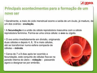 • Geralmente, a meio do ciclo menstrual ocorre a saída de um óvulo, já maduro, de
um dos ovários - ovulação.
• A fecundação é a união da célula reprodutora masculina com a célula
reprodutora feminina. Forma-se uma única célula: o ovo ou zigoto.
• O ovo entra imediatamente em divisão, originando
duas células e depois 4, 8, 16 e mais células,
até se transformar numa esfera compacta de
células – mórula.
• Cerca de 7 a 8 dias após ter ocorrido a
fecundação, este conjunto de células fixa-se na
parede interna do útero – nidação - passando
agora a designar-se por embrião.
 