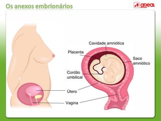 Placenta
Útero
Vagina
Cordão
umbilical
Saco
amniótico
Cavidade amniótica
 