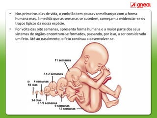 • Nos primeiros dias de vida, o embrião tem poucas semelhanças com a forma
humana mas, à medida que as semanas se sucedem, começam a evidenciar-se os
traços típicos da nossa espécie.
• Por volta das oito semanas, apresenta forma humana e a maior parte dos seus
sistemas de órgãos encontram-se formados, passando, por isso, a ser considerado
um feto. Até ao nascimento, o feto continua a desenvolver-se.
 