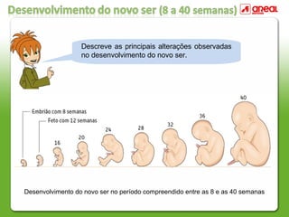 Descreve as principais alterações observadas
no desenvolvimento do novo ser.
Desenvolvimento do novo ser no período compreendido entre as 8 e as 40 semanas
 