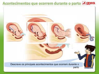 Descreve os principais acontecimentos que ocorrem durante o
parto
 