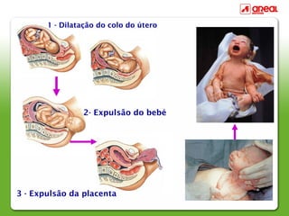1 - Dilatação do colo do útero
2- Expulsão do bebé
3 - Expulsão da placenta
 