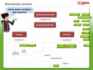 Reprodução humana
Vamos tentar completar
este esquema!
constituído por
assegurada pelo
testículos
Trompas
Útero
Canais
Deferente
s
Vagina
Ovários
Óvulos
Feto
Vulva
REPRODUÇÃO HUMANA
Espermatozoides
Escroto
Pénis
Próstat
a
Vesículas
seminais
Feminino
constituído por
SISTEMA REPRODUTOR
Masculino
origina o
transforma-se em
origina o
onde se
desenvolve
onde
se dá a
Fecundação
Ovo
Embrião
 