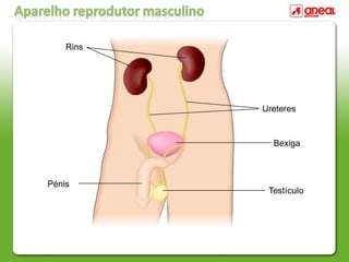 Bexiga
Ureteres
Pénis
Rins
 