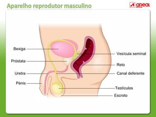 Testículos
Escroto
Canal deferente
Vesícula seminal
Reto
Pénis
Uretra
Próstata
Bexiga
 