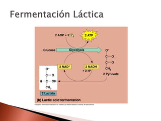6. respiración celular
