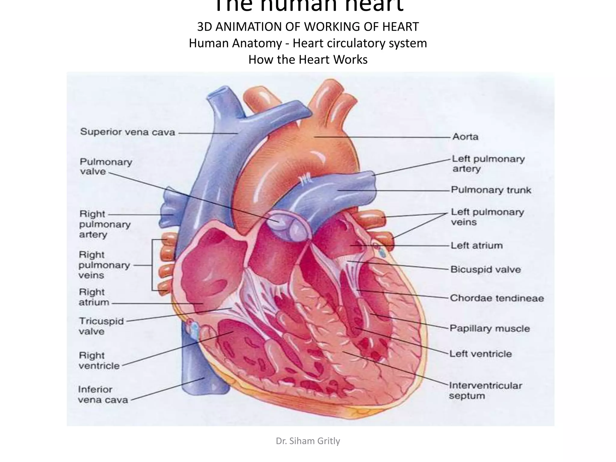 The human heart
 3D ANIMATION OF WORKING OF HEART
Human Anatomy - Heart circulatory system
        How the Heart Works




              Dr. Siham Gritly
 