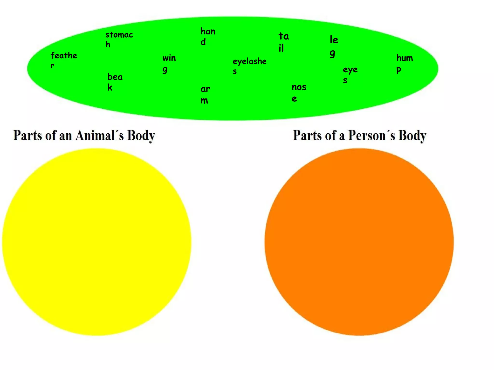 eyelashes hump wing feather tail beak nose arm leg stomach hand eyes 