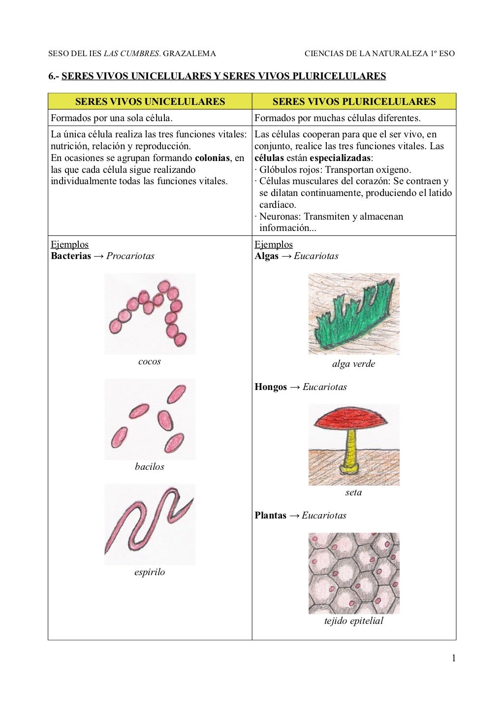 6. Seres vivos unicelulares y seres vivos pluricelulares 6. Seres vivos unicelulares y seres vivos pluricelulares