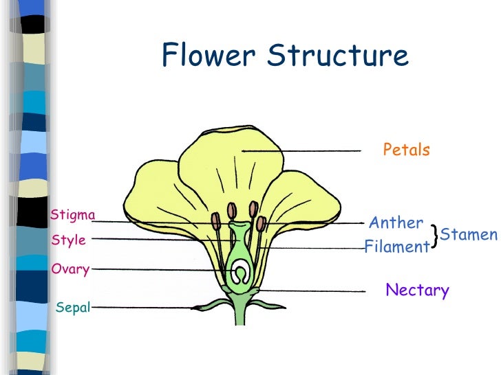 6. Sex Cells & Fertilisation