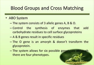 Blood Groups and Cross Matching
• ABO System
  – The system consists of 3 allelic genes A, B & O.
  – Control the synthesis of enzymes that add
    carbohydrate residues to cell surface glycoproteins
  – A & B genes result in specific residues
  – The O gene is an amorph & doesn’t transform the
    glycoprotein.
  – The system allows for six possible genotypes although
    there are four phenotypes.
 