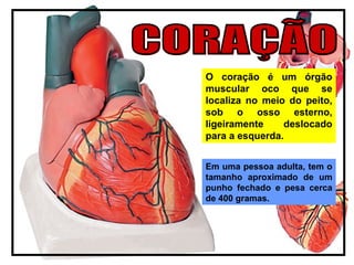 O coração é um órgão
muscular oco que se
localiza no meio do peito,
sob o osso esterno,
ligeiramente deslocado
para a esquerda.
Em uma pessoa adulta, tem o
tamanho aproximado de um
punho fechado e pesa cerca
de 400 gramas.
 