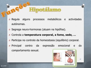 O Regula      alguns     processos   metabólicos   e   actividades
            autónomas.

          O Segrega neuro-hormonas (atuam na hipófise).

          O Controla a temperatura corporal, a fome, sede, …

          O Participa no controlo da homeostasia (equilíbrio) corporal.

          O Principal     centro     da   expressão    emocional     e   do
            comportamento sexual.


                                                                          10


IL 2013
 