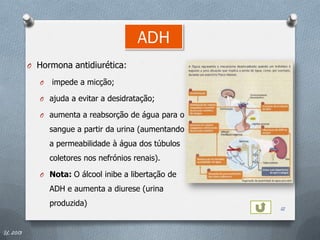 ADH
          O Hormona antidiurética:

             O   impede a micção;

             O ajuda a evitar a desidratação;

             O aumenta a reabsorção de água para o

                 sangue a partir da urina (aumentando
                 a permeabilidade à água dos túbulos
                 coletores nos nefrónios renais).

             O Nota: O álcool inibe a libertação de

                 ADH e aumenta a diurese (urina
                 produzida)
                                                        12


IL 2013
 