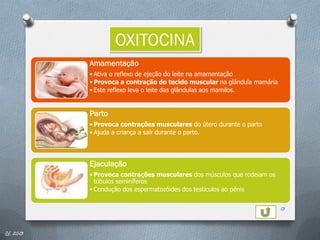 OXITOCINA
          Amamentação
          • Ativa o reflexo de ejeção do leite na amamentação
          • Provoca a contração do tecido muscular na glândula mamária
          • Este reflexo leva o leite das glândulas aos mamilos.


          Parto
          • Provoca contrações musculares do útero durante o parto
          • Ajuda a criança a sair durante o parto.




          Ejaculação
          • Provoca contrações musculares dos músculos que rodeiam os
            túbulos seminíferos
          • Condução dos espermatozóides dos testículos ao pénis


                                                                         13


IL 2013
 