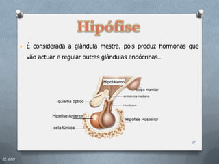    É considerada a glândula mestra, pois produz hormonas que
              vão actuar e regular outras glândulas endócrinas…




                                                                    15


IL 2013
 