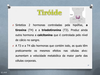 O Sintetiza   2   hormonas   controladas   pela    hipófise,   a
            tiroxina (T4) e a triodotironina (T3). Produz ainda
            outra hormona a calcitonina que é controlada pelo nível
            de cálcio no sangre.

          O A T3 e a T4 são hormonas que contém iodo, as quais têm

            praticamente    os   mesmos   efeitos    nas    células   alvo:
            aumentam a velocidade metabólica da maior parte das
            células corporais.
                                                                          16


IL 2013
 