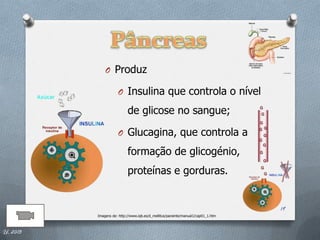 O Produz

                     O Insulina que controla o nível

                           de glicose no sangue;

                     O Glucagina, que controla a

                           formação de glicogénio,
                           proteínas e gorduras.


                                                                                  19
          Imagens de: http://www.iqb.es/d_mellitus/paciente/manual1/cap01_1.htm



IL 2013
 