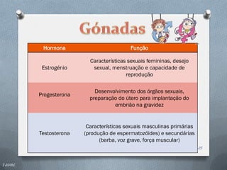 Hormona                         Função

                           Características sexuais femininas, desejo
           Estrogénio       sexual, menstruação e capacidade de
                                          reprodução

                             Desenvolvimento dos órgãos sexuais,
          Progesterona
                           preparação do útero para implantação do
                                    embrião na gravidez


                          Características sexuais masculinas primárias
          Testosterona   (produção de espermatozóides) e secundárias
                               (barba, voz grave, força muscular)
                                                                         25


I 2013L
 