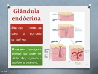 Segrega       hormonas
          para      a     corrente
          sanguínea.

          Hormonas: mensageiros
          químicos que atuam em
          células alvo, regulando o
          equilíbrio do organismo.
                                      4


IL 2013
 