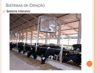 SISTEMAS DE CRIAÇÃO
   Sistema Intensivo
 