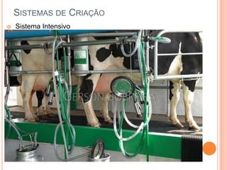 SISTEMAS DE CRIAÇÃO
   Sistema Intensivo
 