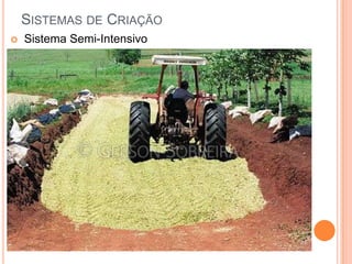 SISTEMAS DE CRIAÇÃO
   Sistema Semi-Intensivo
 