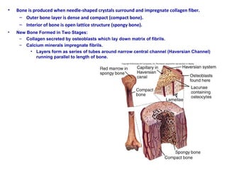 Parallel Medium Bone 6. skeletal system | PPT
