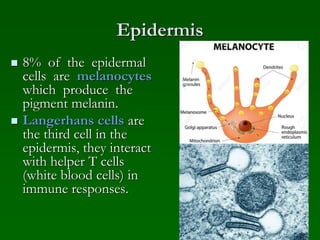 Epidermis
 8% of the epidermal
cells are melanocytes
which produce the
pigment melanin.
 Langerhans cells are
the third cell in the
epidermis, they interact
with helper T cells
(white blood cells) in
immune responses.
 