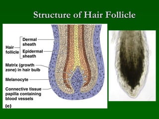 Structure of Hair Follicle
 