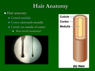 Hair Anatomy
 Hair anatomy
 Central medulla
 Cortex surrounds medulla
 Cuticle on outside of cortex
 Most heavily keratinized
 