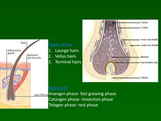 Hair cycle
Anangen phase- fast growing phase
Catangen phase- involution phase
Telogen phase- rest phase
Types of hair
1. Laungo hairs
2. Vellus hairs
3. Terminal hairs
 