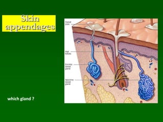 which gland ?
Skin
appendages
 