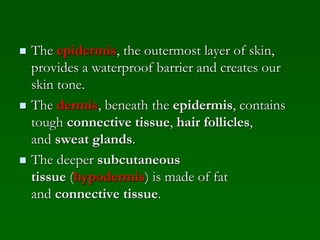  The epidermis, the outermost layer of skin,
provides a waterproof barrier and creates our
skin tone.
 The dermis, beneath the epidermis, contains
tough connective tissue, hair follicles,
and sweat glands.
 The deeper subcutaneous
tissue (hypodermis) is made of fat
and connective tissue.
 