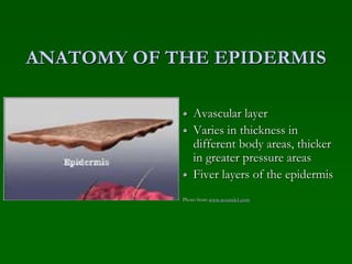 ANATOMY OF THE EPIDERMIS
 Avascular layer
 Varies in thickness in
different body areas, thicker
in greater pressure areas
 Fiver layers of the epidermis
Photo from www.wounds1.com
 