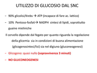 − 90% glicolisi/Krebs  ATP (incapace di fare ac. lattico)
− 10% Pentoso-fosfati NADPH sintesi di lipidi, soprattutto
guaine mieliniche
Il cervello dipende dal fegato per quanto riguarda la regolazione
della glicemia sia in condizioni di buona alimentazione
(glicogenosintesi/lisi) sia nel digiuno (gluconeogenesi)
− Glicogeno: quasi nullo (sopravvivenza 3 minuti)
− NO GLUCONEOGENESI
UTILIZZO DI GLUCOSIO DAL SNC
 