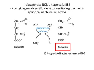 E’ in grado di attraversare la BBB
Il glutammato NON attraversa la BBB
-> per giungere al cervello viene convertito in glutammina
(principalmente nel muscolo)
glutammina
sintetasi
 