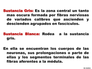 Sustancia Gris: Es la zona central un tanto
 mas oscura formada por fibras nerviosas
 de variados calibres que ascienden y
 descienden agrupados en fascículos.

Sustancia Blanca: Rodea     a la sustancia
 gris.

En ella se encuentran los cuerpos de las
 neuronas, sus prolongaciones o parte de
 ellas y los segmentos terminales de las
 fibras aferentes a la médula.
                                        MV. MURCIA
 