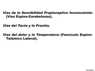 Vías de la Sensibilidad Propioceptiva Inconsciente:
  (Vías Espino-Cerebelosas).

Vías del Tacto y la Presión.

Vías del dolor y la Temperatura: (Fascículo Espino-
  Talámico Lateral).




                                               MV. MURCIA
 